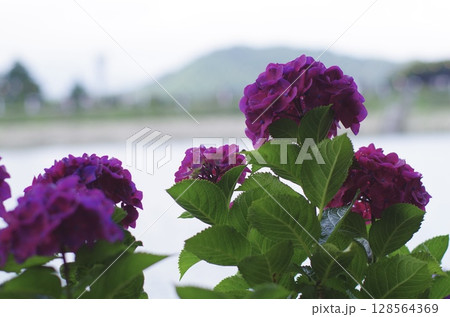 川辺に咲く 128564369