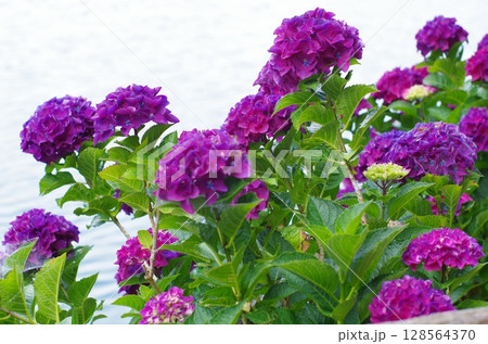 水辺に咲く紫の群れ 128564370
