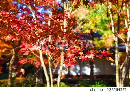 鎌倉　一条恵観山荘の美しい紅葉（神奈川県鎌倉市） 128564371