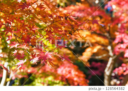 鎌倉　一条恵観山荘の美しい紅葉（神奈川県鎌倉市） 128564382