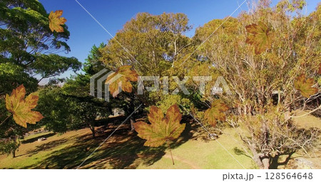 Image of green autumn leaves falling in park 128564648