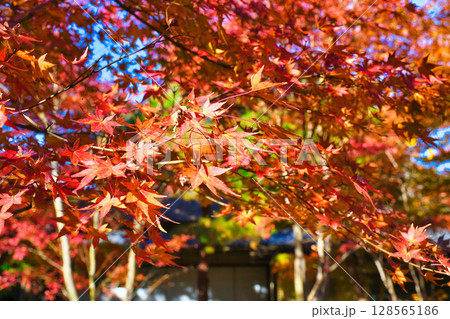 鎌倉 一条恵観山荘の美しい紅葉(神奈川県鎌倉市) 鎌倉 一条恵観山荘の美しい紅葉(神奈川県鎌倉市) 128565186
