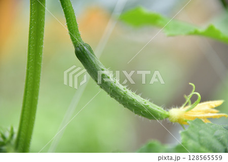 夏の北海道乙部町で結実し始めたキュウリ棚の風景を撮影 128565559