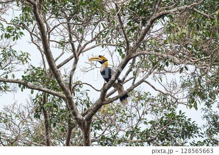 Great hornbill on ficus tree Great hornbill on ficus tree 128565663