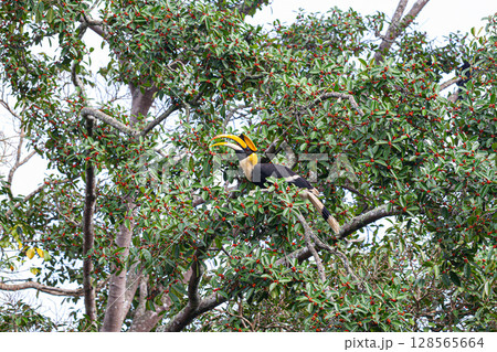 Great hornbill on fruit tree Great hornbill on fruit tree 128565664