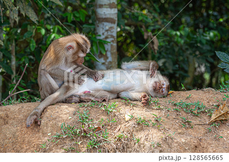Northern pig-tailed macaque (Macaca leonina) 128565665