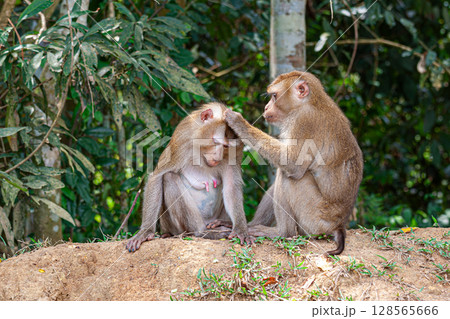Pair of northern pig-tailed macaque 128565666