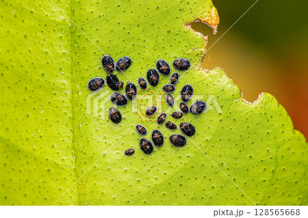 Citrus blackfly pupae colony 128565668