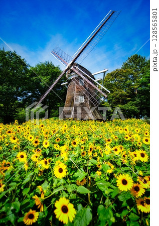 夏の公園のオランダ風車周辺のひまわり畑 夏の公園のオランダ風車周辺のひまわり畑 128565801