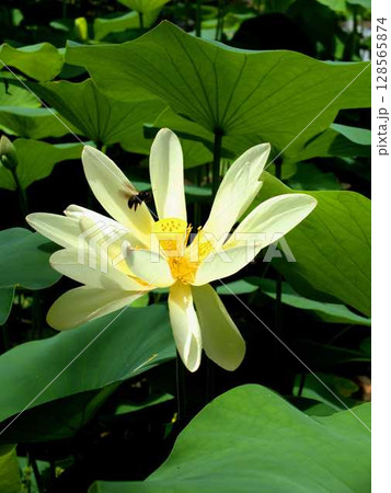 京都府立植物園の「あじさい園」に咲く白い蓮の花とミツバチ 京都府立植物園の「あじさい園」に咲く白い蓮の花とミツバチ 128565874
