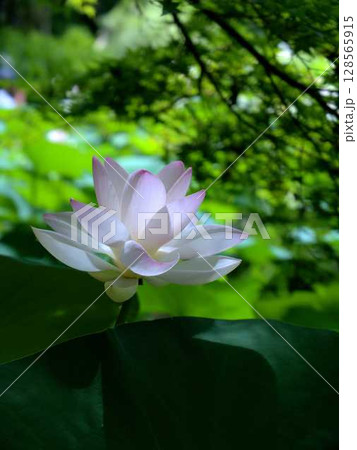 京都府立植物園の「あじさい園」に咲く淡いピンクの蓮の花 128565915