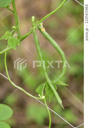 夏の北海道乙部町で結実し始めたサヤインゲン棚の風景を撮影 128565968