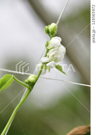 夏の北海道乙部町で結実し始めたサヤインゲン棚の風景を撮影 128565972