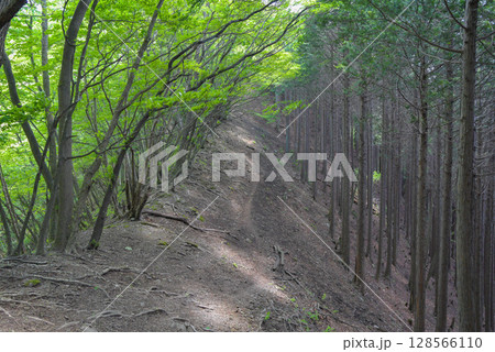 新緑の鋸尾根 128566110