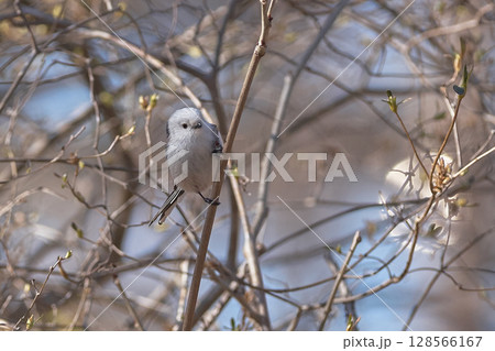 シマエナガ　春 128566167