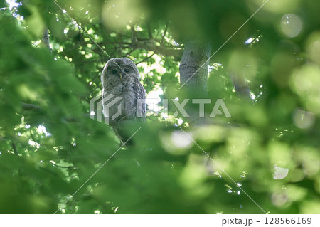 エゾフクロウ　幼鳥　陽射し 128566169