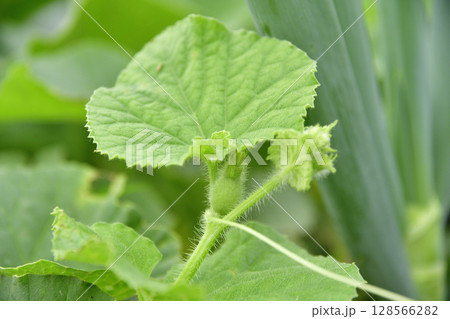 夏の北海道乙部町で結実し始めたメロン畑の風景を撮影 夏の北海道乙部町で結実し始めたメロン畑の風景を撮影 128566282