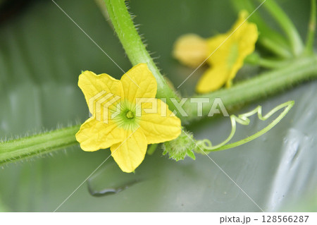 夏の北海道乙部町で結実し始めたメロン畑の風景を撮影 128566287