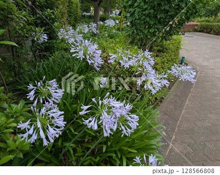 初夏の庭に咲くアガパンサスの紫色の花 初夏の庭に咲くアガパンサスの紫色の花 128566808
