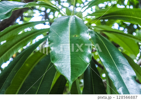 Close-Up View of Green Tree Leaves with Natural Background in Daylight Close-Up View of Green Tree Leaves with Natural Background in Daylight 128566887