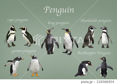 ペンギン ペンギン 128566954