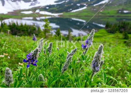 Scenic Lake among Snowy Mountains and green vegetation. Scenic Lake among Snowy Mountains and green vegetation. 128567203