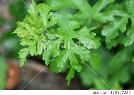 クワ(桑)の若葉 クワ(桑)の若葉 128567229