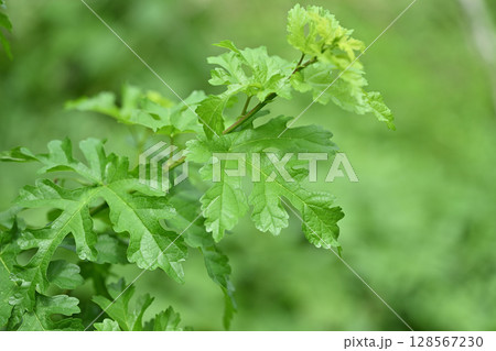 クワ（桑）の若葉 128567230