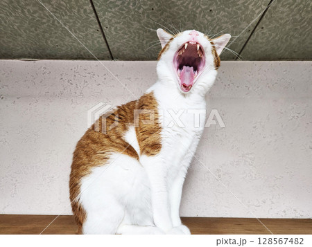 家でくつろぐ茶トラ猫 128567482