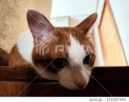 家でくつろぐ茶トラ猫 128567484