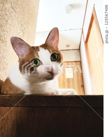 家でくつろぐ茶トラ猫 家でくつろぐ茶トラ猫 128567486