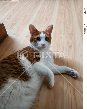 家でくつろぐ茶トラ猫 家でくつろぐ茶トラ猫 128567490