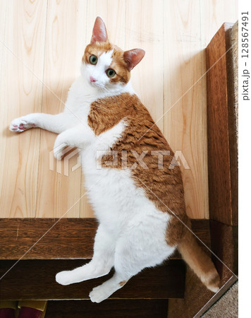 家でくつろぐ茶トラ猫 128567491