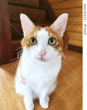 家でくつろぐ茶トラ猫 128567494