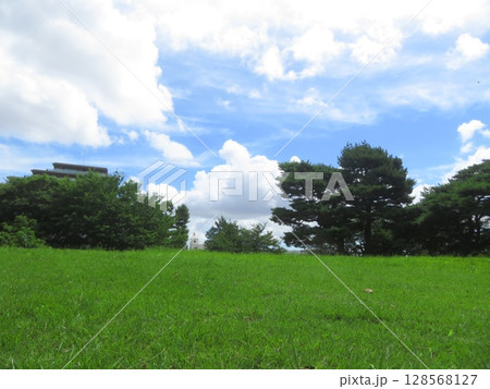 鵜の木松山公園の松と青空 128568127