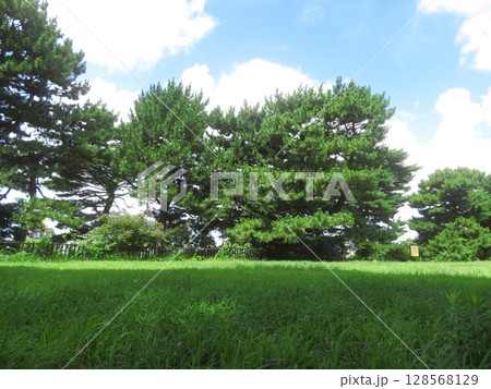 鵜の木松山公園の松と青空 鵜の木松山公園の松と青空 128568129