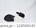 白布の上で横になるダッチうさぎ 128568145