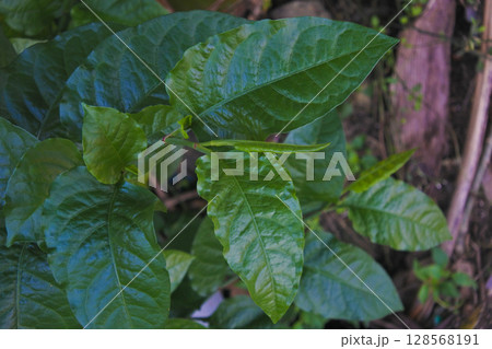 a bunch of dark green leaves a bunch of dark green leaves 128568191