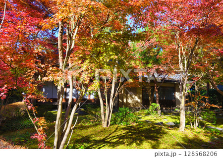 鎌倉　一条恵観山荘の美しい紅葉（神奈川県鎌倉市） 128568206