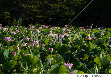 夏の光に咲くピンクの蓮の花 128568297