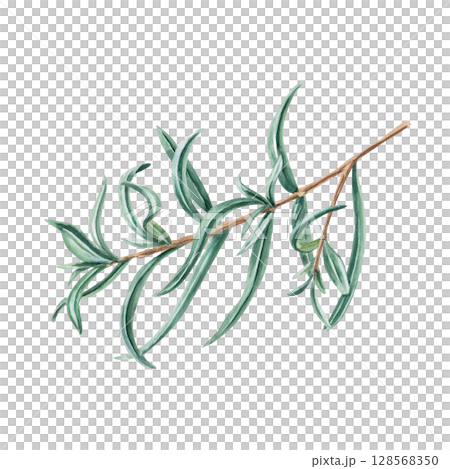 Sea buckthorn branch without berries. Isolated watercolor illustration in realistic style for design of beverage packaging, teas, tea card, printing on postcards, fabric and textiles. 128568350