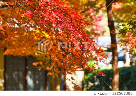 鎌倉 一条恵観山荘の美しい紅葉(神奈川県鎌倉市) 鎌倉 一条恵観山荘の美しい紅葉(神奈川県鎌倉市) 128568399