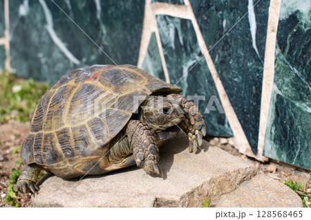 Mediterranean tortoise basking on stone in sunny outdoor habitat 128568465