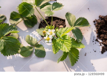 Strawberry plant blossoms with green leaves on white background Strawberry plant blossoms with green leaves on white background 128568499