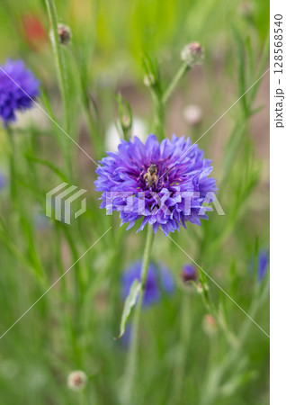 Vibrant purple cornflower blooming in lush green garden setting 128568540