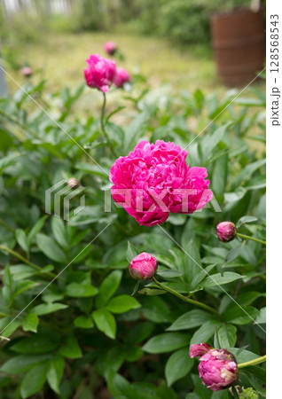 Vibrant pink peonies blooming in lush garden Vibrant pink peonies blooming in lush garden 128568543