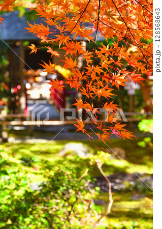 鎌倉　一条恵観山荘の美しい紅葉（神奈川県鎌倉市） 128568643