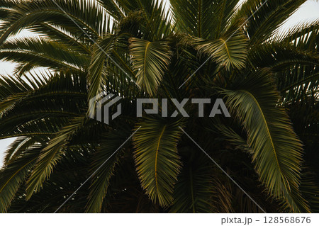 Vibrant palm fronds create a tropical atmosphere by the shore 128568676