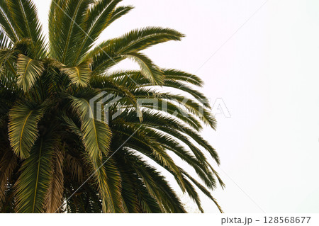 Bright palm tree leaves undulating in a warm tropical breeze 128568677