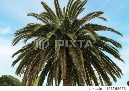 Tall palm tree reaching towards blue sky with lush greenery around 128568678